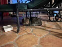 Found/Stray Male Cat last seen 17th Ave. & Orangewood, Phoenix 85021, Phoenix, AZ 85029