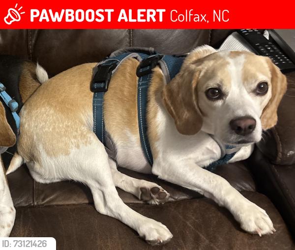 Found/Stray Female Dog last seen Ballard and N Bunker Hill, Colfax, NC 27235