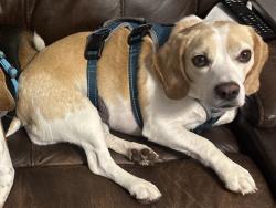 Found/Stray Female Dog last seen Ballard and N Bunker Hill, Colfax, NC 27235