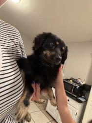 Found/Stray Male Dog last seen 67th Mountain View Rd, Phoenix, AZ 85051