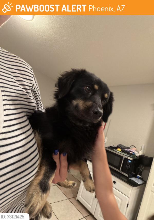 Found/Stray Male Dog last seen 67th Mountain View Rd, Phoenix, AZ 85051