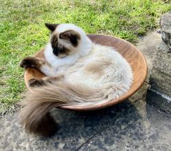 Reunited Male Cat last seen Corner Hotham and Erpingham Roads, Putney, London, Greater London, England SW15 1QW