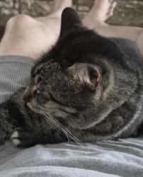 Lost Male Cat last seen Mulberry and Ripley Ave, San Antonio, TX 78212
