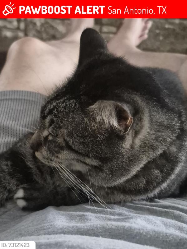 Lost Male Cat last seen Mulberry and Ripley Ave, San Antonio, TX 78212