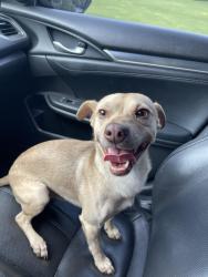 Reunited Male Dog last seen Rock springs elementary, Gwinnett County, GA 30043