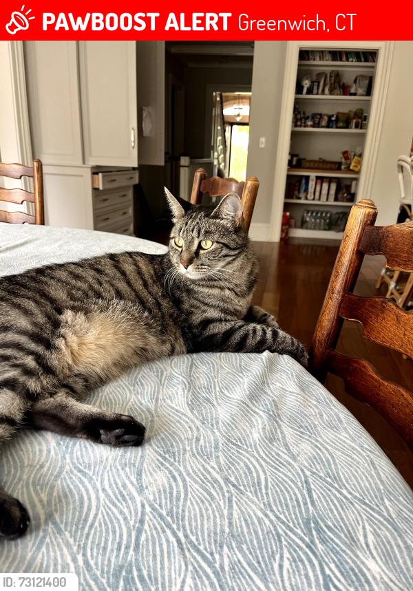 Lost Male Cat last seen Shore Road and Ford Lane, Old Greenwich, Greenwich, CT 06870