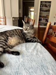 Lost Male Cat last seen Shore Road and Ford Lane, Old Greenwich, Greenwich, CT 06870