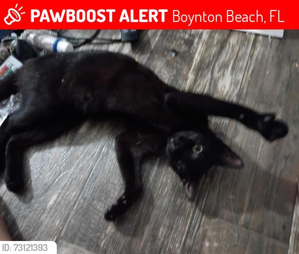Lost Female Cat last seen Redman Parkway and Boanza Cir...in Whispering Pines Trailer park, Boynton Beach, FL 33436