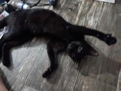 Lost Female Cat last seen Redman Parkway and Boanza Cir...in Whispering Pines Trailer park, Boynton Beach, FL 33436