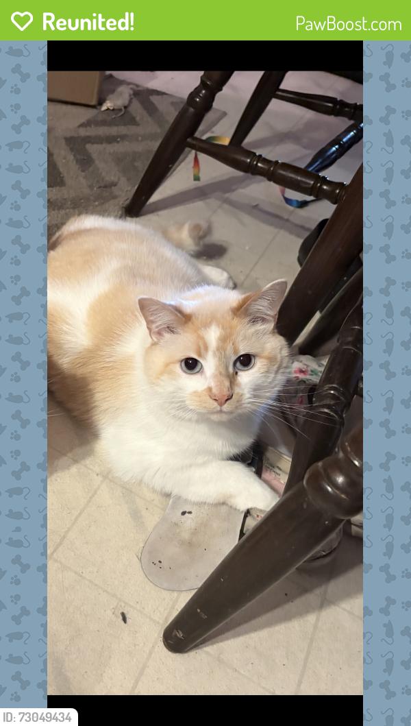 Reunited Male Cat last seen Back parking lot, Trois-Rivières, QC G9A