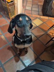Reunited Male Dog last seen Arenal and Tapia, Albuquerque, NM 87105