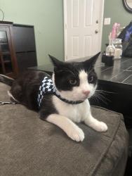 Reunited Male Cat last seen NE Rosa Parks Way and NE 35th Place, Portland, OR 97211