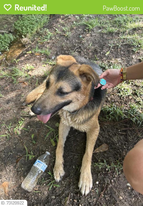 Reunited Male Dog last seen MLK AND KNOWLES, Phenix City, AL 36869