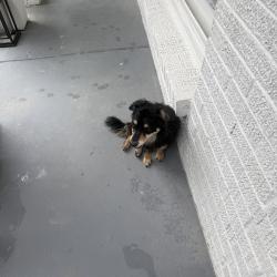 Found/Stray Unknown Dog last seen Goodlett, Memphis, TN 38118