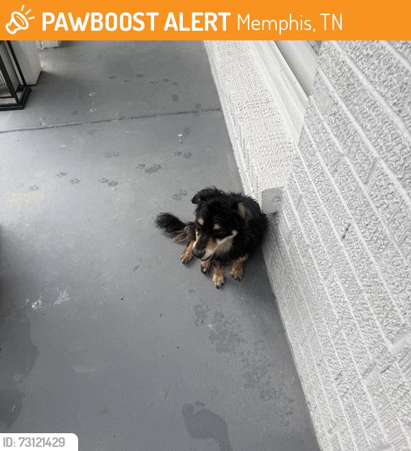 Found/Stray Unknown Dog last seen Goodlett, Memphis, TN 38118