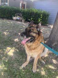 Reunited Female Dog last seen Sandhurst and South Hill, Waxahachie, TX 75165