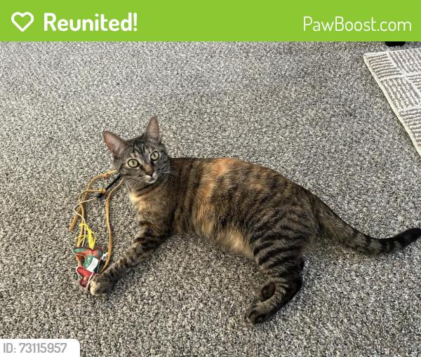 Reunited Female Cat last seen Granada St., North Edwards, CA 93523