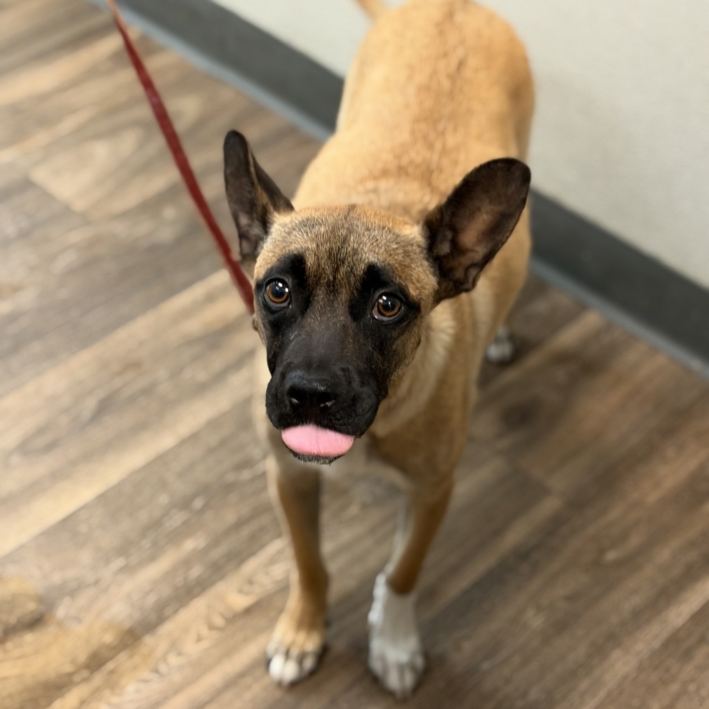 Shelter Stray Female Dog last seen Coronado Avenue, San Diego, CA, 92154, 5500 Gaines St, San Diego, CA 92110, USA