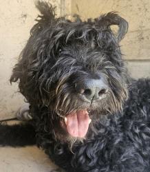 Shelter Stray Male Dog last seen Not Provided., La Mesa, CA, 91941, 5500 Gaines St, San Diego, CA 92110, USA