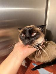 Shelter Stray Male Cat last seen Near W San Ysidro Boulevard, San Diego, CA, 92173, 5500 Gaines St, San Diego, CA 92110, USA