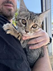 Found/Stray Unknown Cat last seen Anita st, Redondo Beach, CA 90277