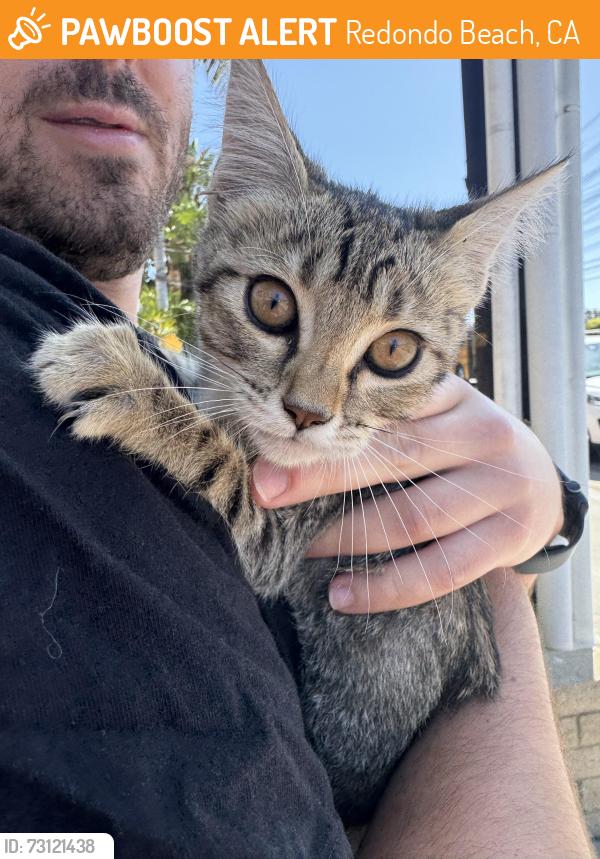 Found/Stray Unknown Cat last seen Anita st, Redondo Beach, CA 90277