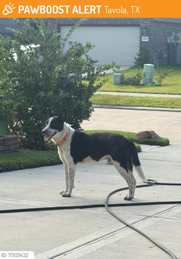 Found/Stray Male Dog last seen Priano Forest & Villa Mesa Drive - Arogaste Pkwy, Tavola, TX 77357