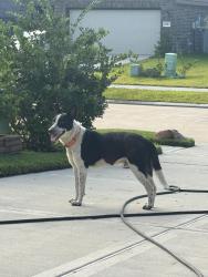 Found/Stray Male Dog last seen Priano Forest & Villa Mesa Drive - Arogaste Pkwy, Tavola, TX 77357