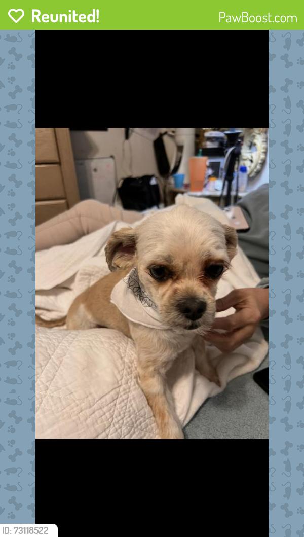 Reunited Male Dog last seen Near Sereno Dr, El Paso, TX 79907, USA, El Paso, TX 79907
