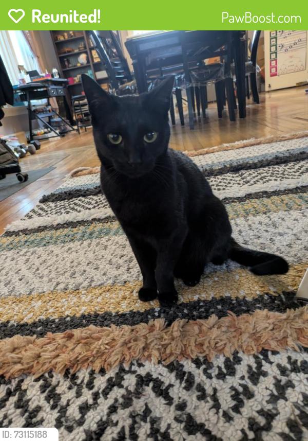 Reunited Female Cat last seen Woodland Park Zoo, Seattle, WA 98107