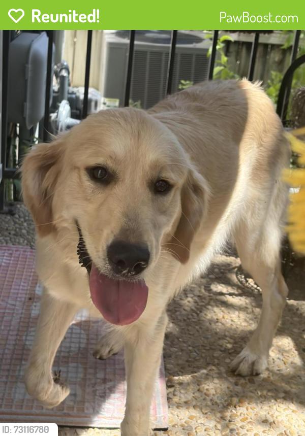 Reunited Female Dog last seen Northwest Crossing Elementary School, San Antonio, TX 78250