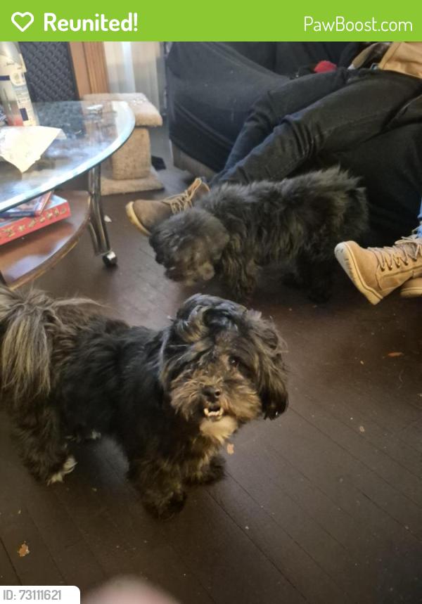 Reunited Female Dog last seen Maple/Livernois, Troy, MI 48083