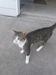 Lost Male Cat last seen Hunt Rd., Brookshire, TX 77423