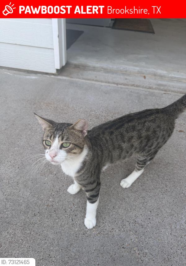 Lost Male Cat last seen Hunt Rd., Brookshire, TX 77423