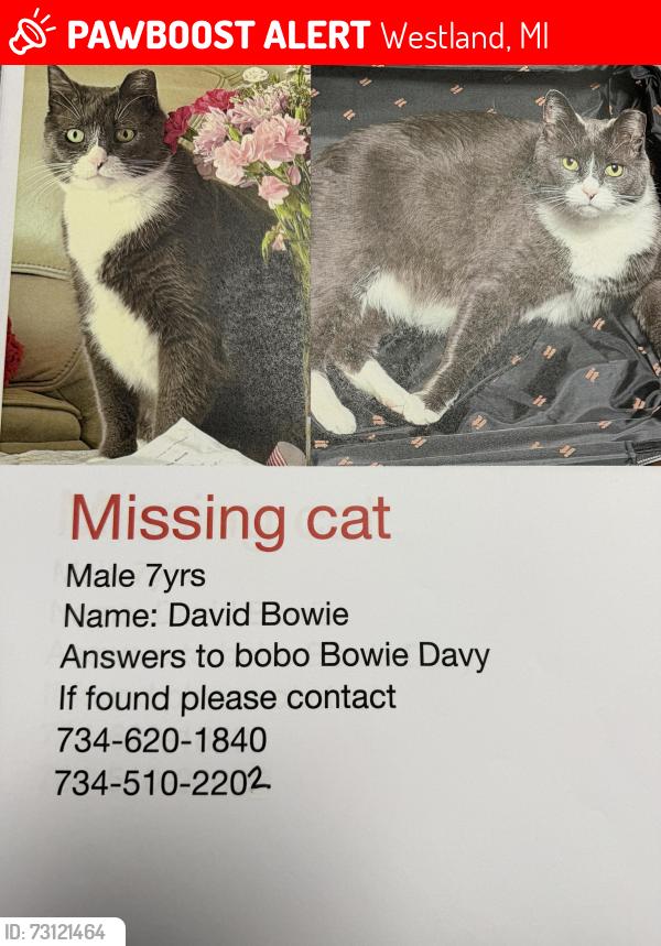 Lost Male Cat last seen Newburgh and Ford, Westland, MI 48185