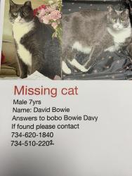 Lost Male Cat last seen Newburgh and Ford, Westland, MI 48185
