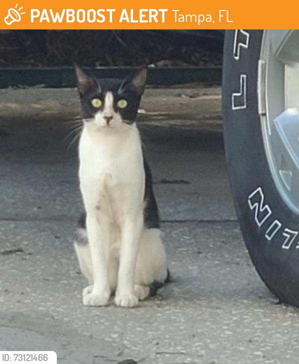 Found/Stray Unknown Cat last seen Gunn Hwy and Anderson Rd, Tampa, FL 33625