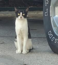 Found/Stray Unknown Cat last seen Gunn Hwy and Anderson Rd, Tampa, FL 33625