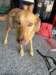Reunited Female Dog last seen Teeter road country lake Dr, Mooresville, NC 28115