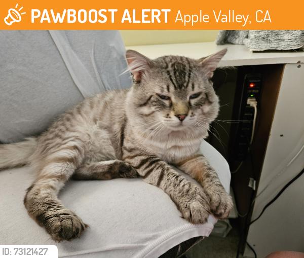 Found/Stray Male Cat last seen Johnson Road and Dale Evans Parkway, Apple Valley, CA 92395