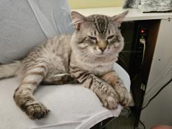 Found/Stray Male Cat last seen Johnson Road and Dale Evans Parkway, Apple Valley, CA 92395