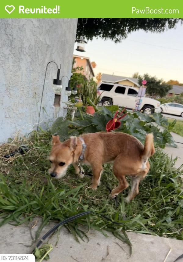 Reunited Male Dog last seen Milton ave and La cuarta st Whittier CA 90602, Whittier, CA 90602