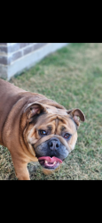Lost Male Dog last seen By the field by annacapri neighborhood and Anna high school, Anna, TX 75409