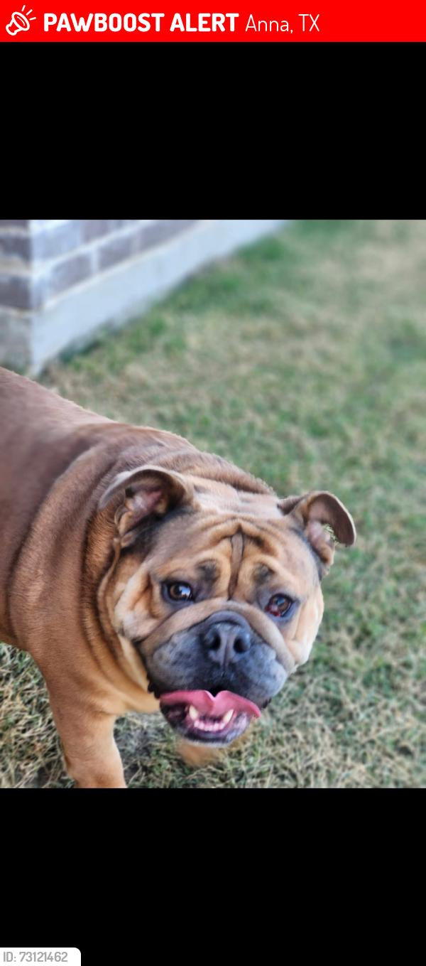 Lost Male Dog last seen By the field by annacapri neighborhood and Anna high school, Anna, TX 75409