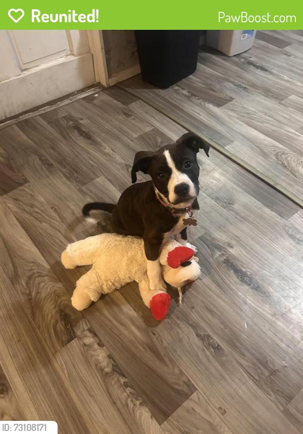 Reunited Male Dog last seen Falcohn Dr, Cyrstal Springs Dr, Redmond Rd, Boiling Springs Rd, Lexington County, SC 29073
