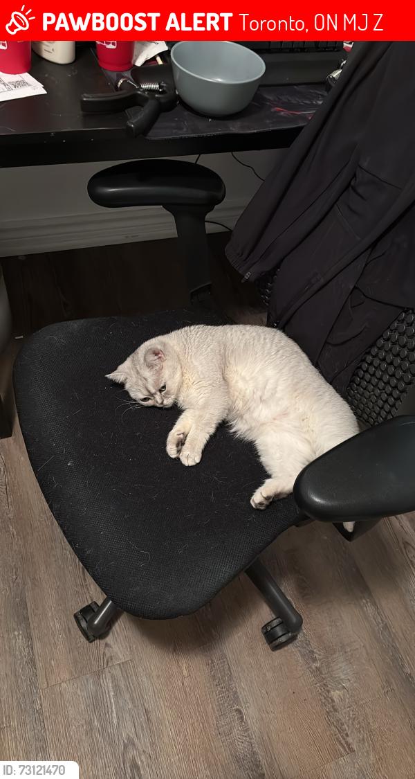 Lost Female Cat last seen Ravenbury road, Toronto, ON M2J 1Z7