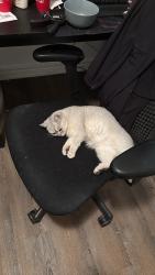 Lost Female Cat last seen Ravenbury road, Toronto, ON M2J 1Z7