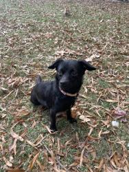 Reunited Female Dog last seen PLS in wendover, Greensboro, NC 27411