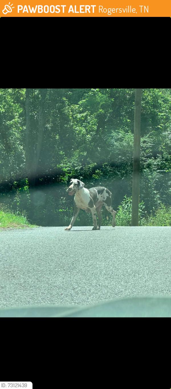 Found/Stray Female Dog last seen Devils Nose Rd/Country ests, Rogersville, TN 37857