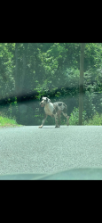 Found/Stray Female Dog last seen Devils Nose Rd/Country ests, Rogersville, TN 37857